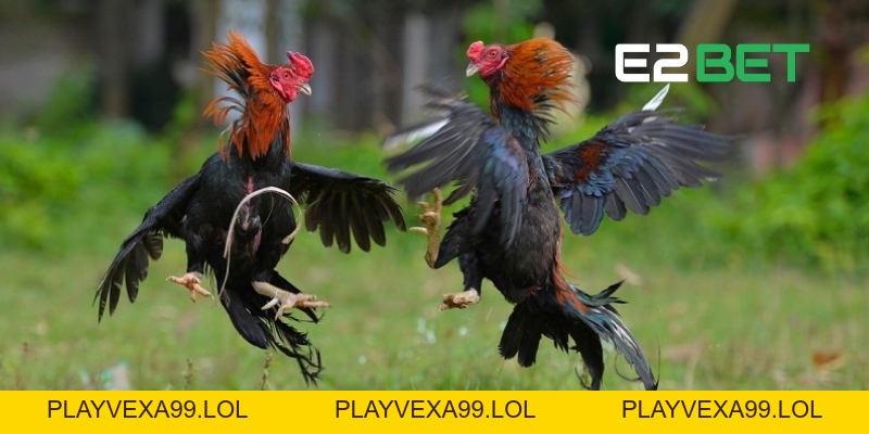 Đá Gà Trực Tiếp E2BET: Sân Chơi Dành Cho Người Đam Mê Chọi Gà Đá Gà Trực Tiếp E2BET: Sân Chơi Dành Cho Người Đam Mê Chọi Gà